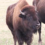 Bison