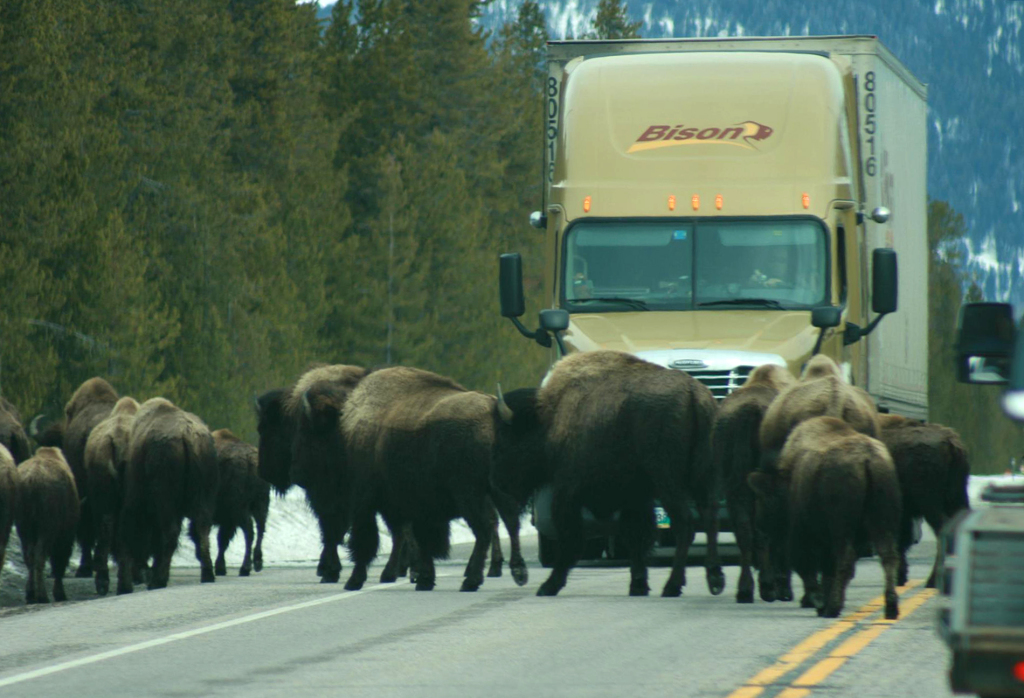 Bison on road infront of tractor