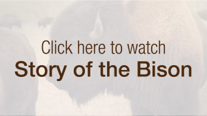 Story of the Bison Video