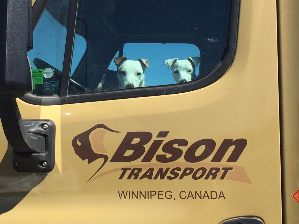 dogs sitting in Bison Transport truck