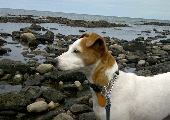 Dog near ocean