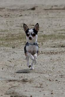 Dog running